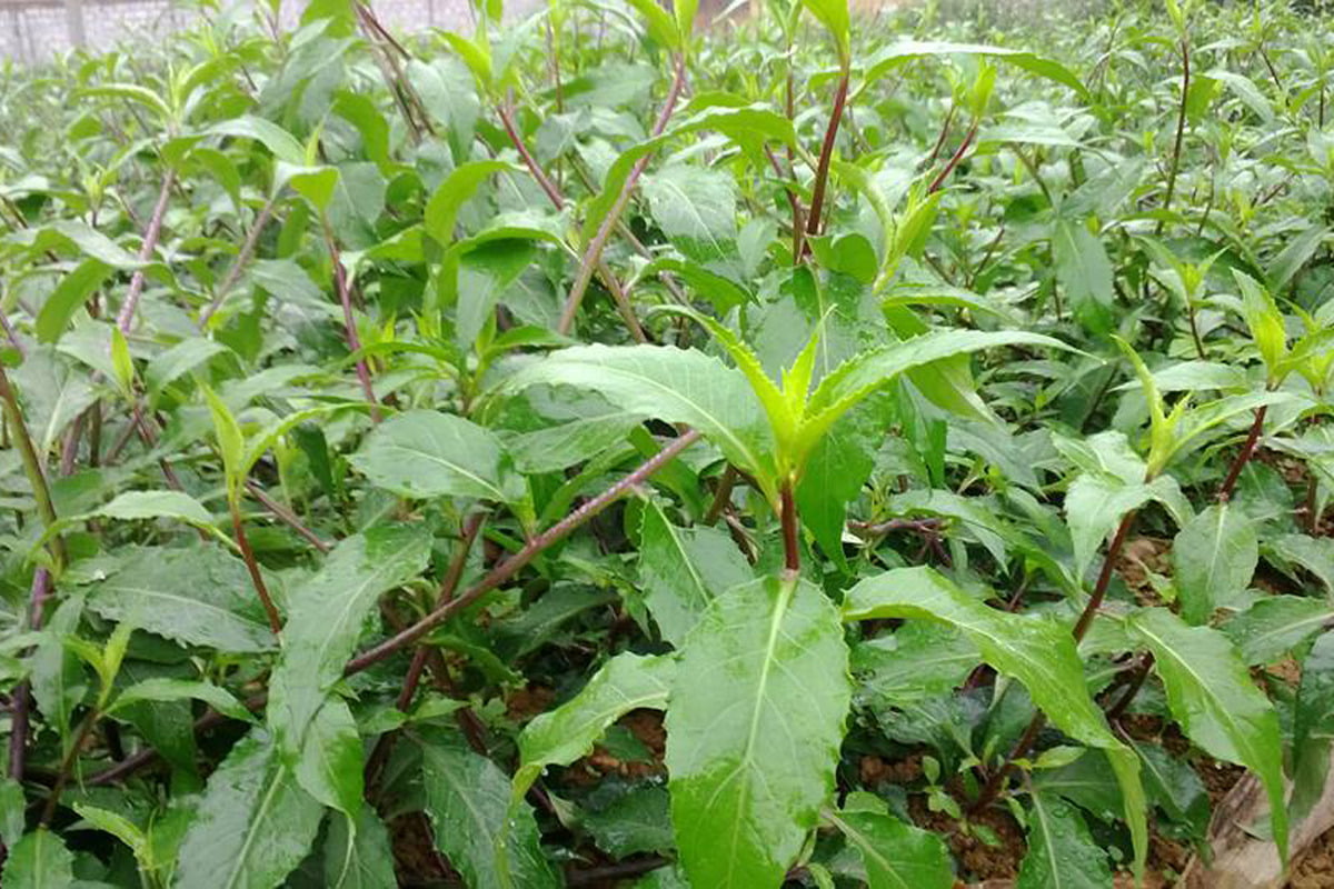 Tin video: Rau lủi – thường được gọi bằng tên chung là rau rừng